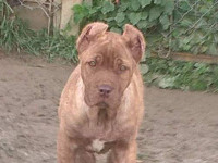 cane corso fawn
